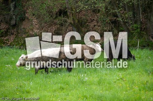 Hausrind (78 von 174).jpg